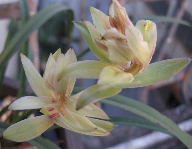 兰花中的仙女富山奇蝶花色清新花型优雅适合新手