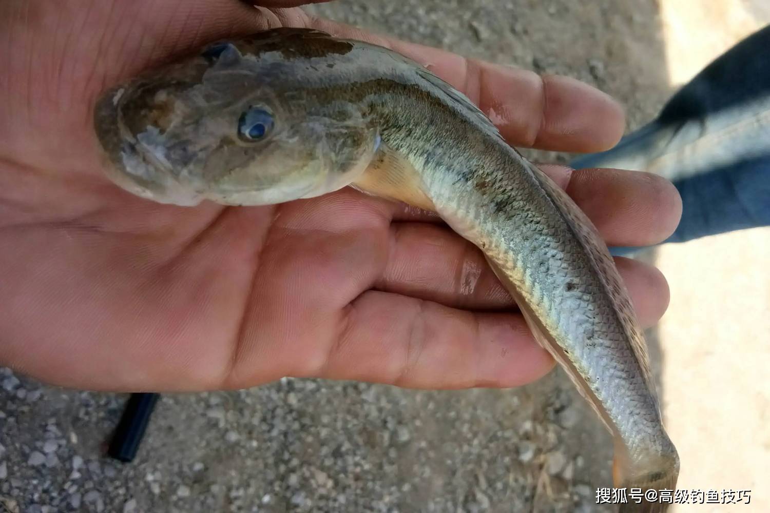 海鲶鱼最喜欢吃什么味型的食物?海鲶鱼的觅食习性和垂钓方法