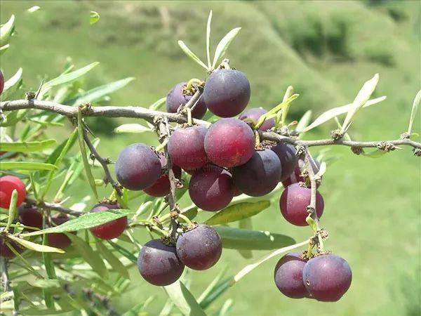 蕤仁的功效与作用祛风散热养肝明目