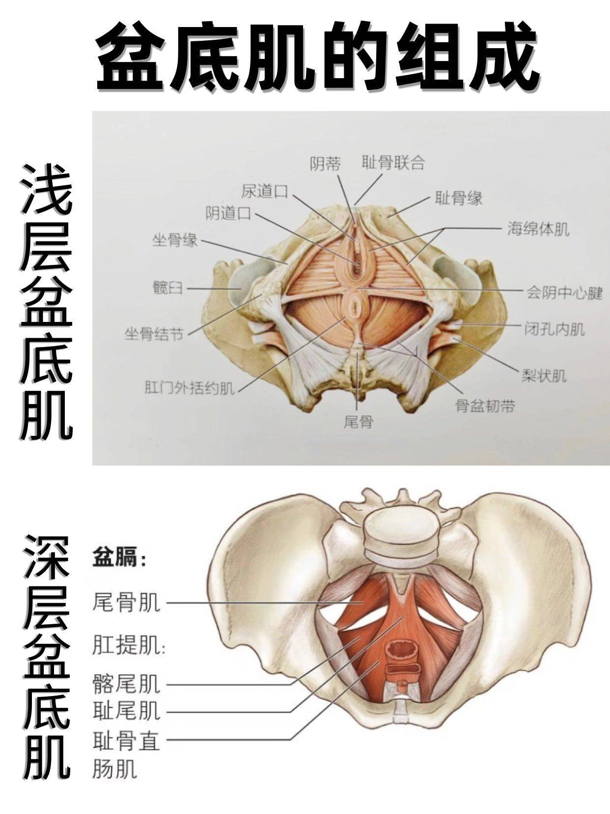 盆底肌解剖图3d图片
