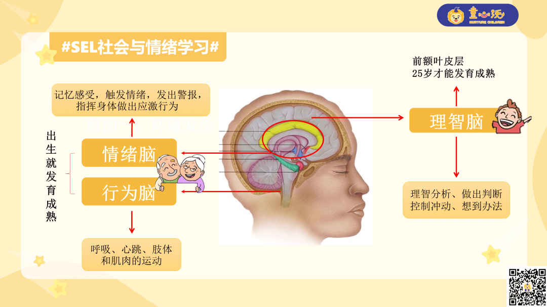 這是我們大腦的前額葉皮層部分,負責管理情緒.