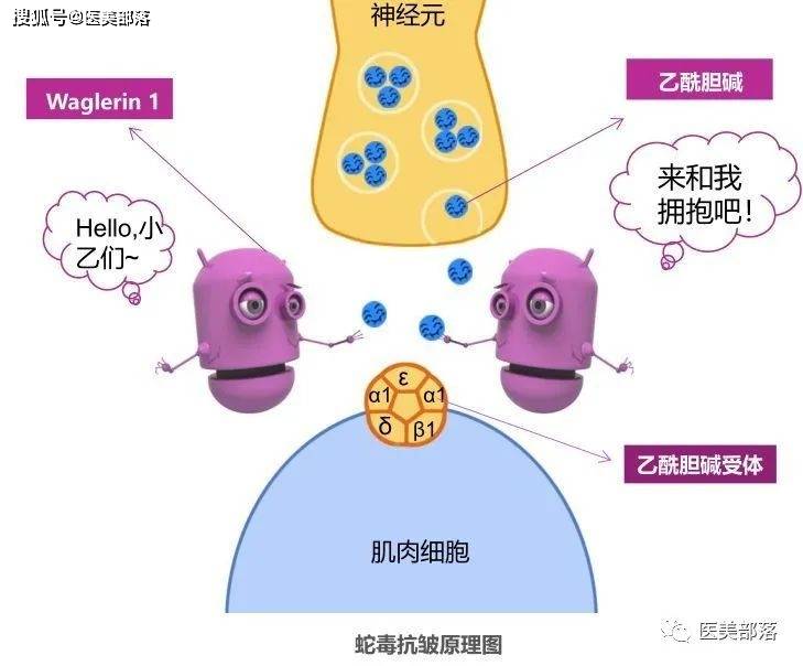阻碍化学神经递质乙酰胆碱与受体结合,从而阻断肌肉兴奋