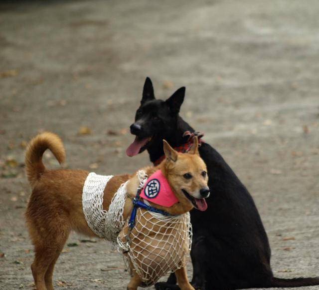 愛狗人士花萬元救助流浪田園犬切除腫瘤網友:不理解_niuniu_克萊爾