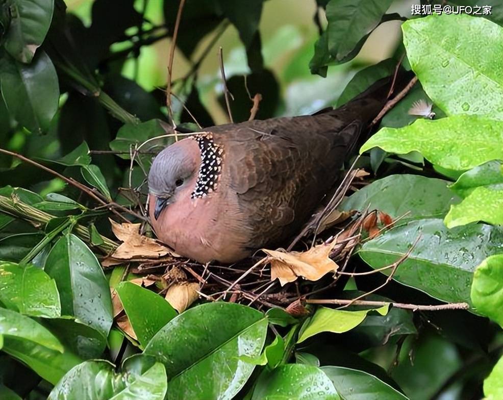 在我國野生斑鳩隨處可見但為什麼很少看見斑鳩巢穴