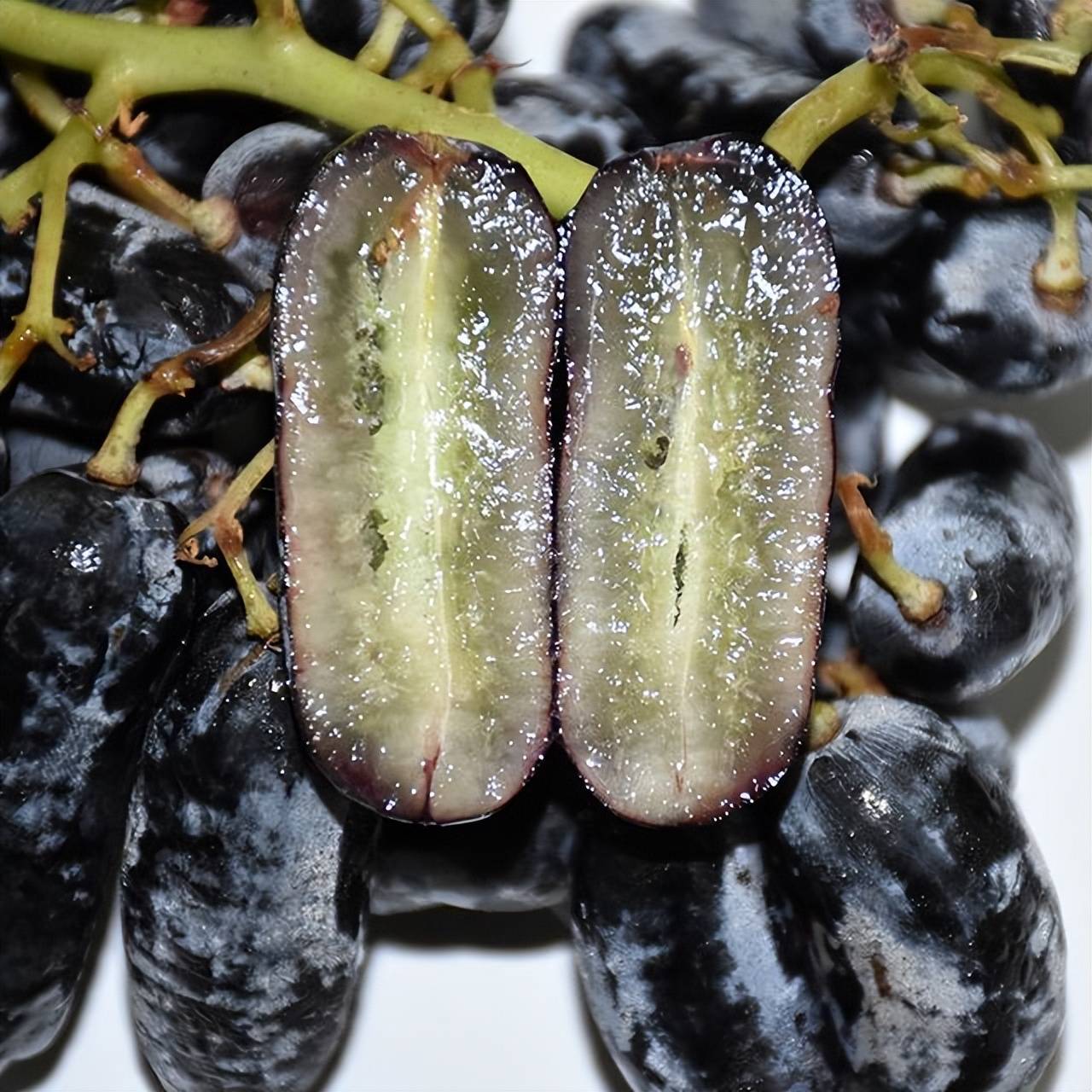 蓝宝石葡萄的形象在很多人的心里都非常深刻.