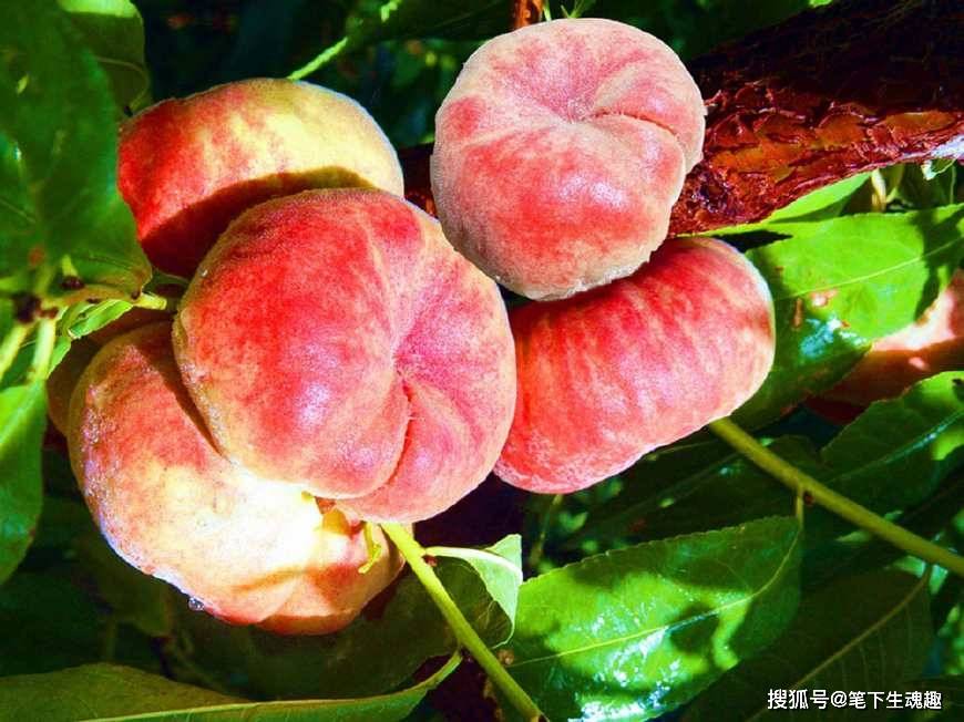 《西游记》真正长生不老的秘诀，不是蟠桃，人参果，更不是唐僧肉_天庭_猴子_例子