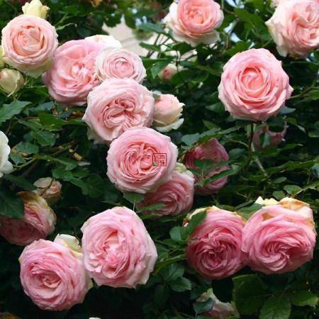 原创月季灰姑娘花朵又美又香没有院子也能养一起来看看