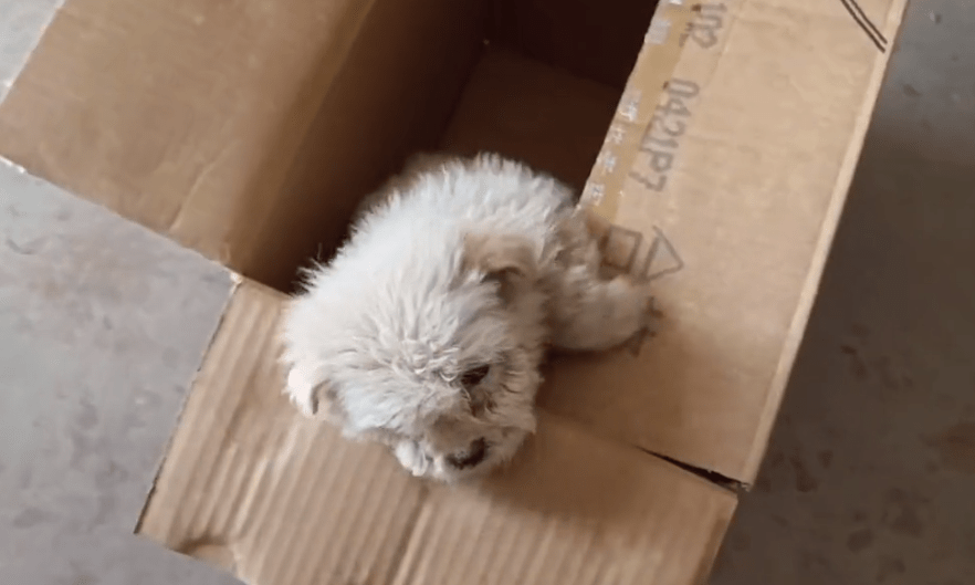 浑身跳蚤的可爱猫咪和狗狗同时被装进麻袋丢弃,刚打开袋子,狗狗就挣扎