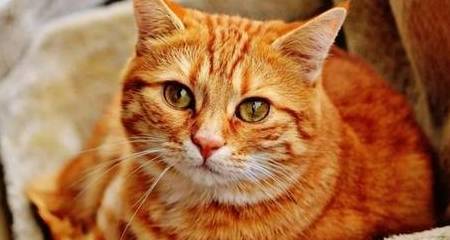 黄狸猫和橘猫有什么区别 橘猫究竟是什么品种的猫咪 金渐层 橘色 花猫
