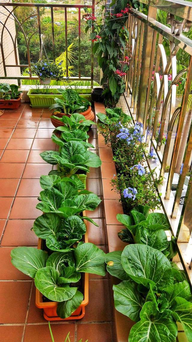 东北老人的居家种菜经验做好这几点蔬菜长得快产量高