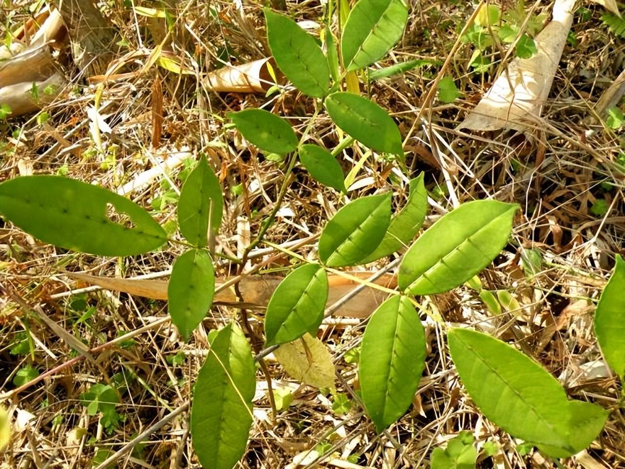 草药猛虎下山高清图片图片