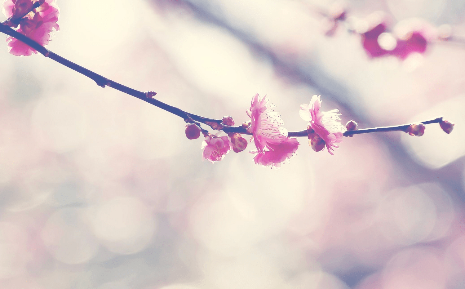 原创5月上旬缘分躲不掉再续未了情的3个生肖重修旧好缱绻旖旎