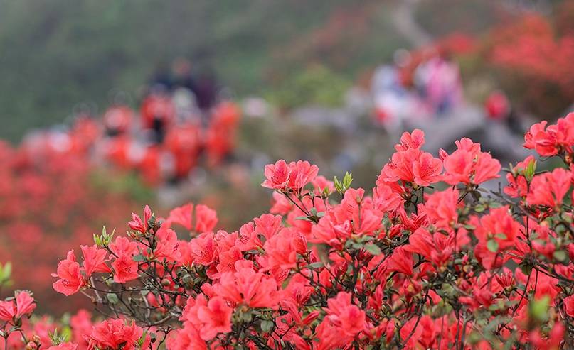 州丹寨县龙泉山景区的万亩野生杜鹃花竞相绽放,映红山岭,宛如云端花海