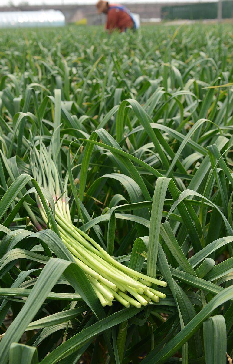 原创买蒜苔时遇到红帽和白帽怎么选菜农教你技巧别瞎买