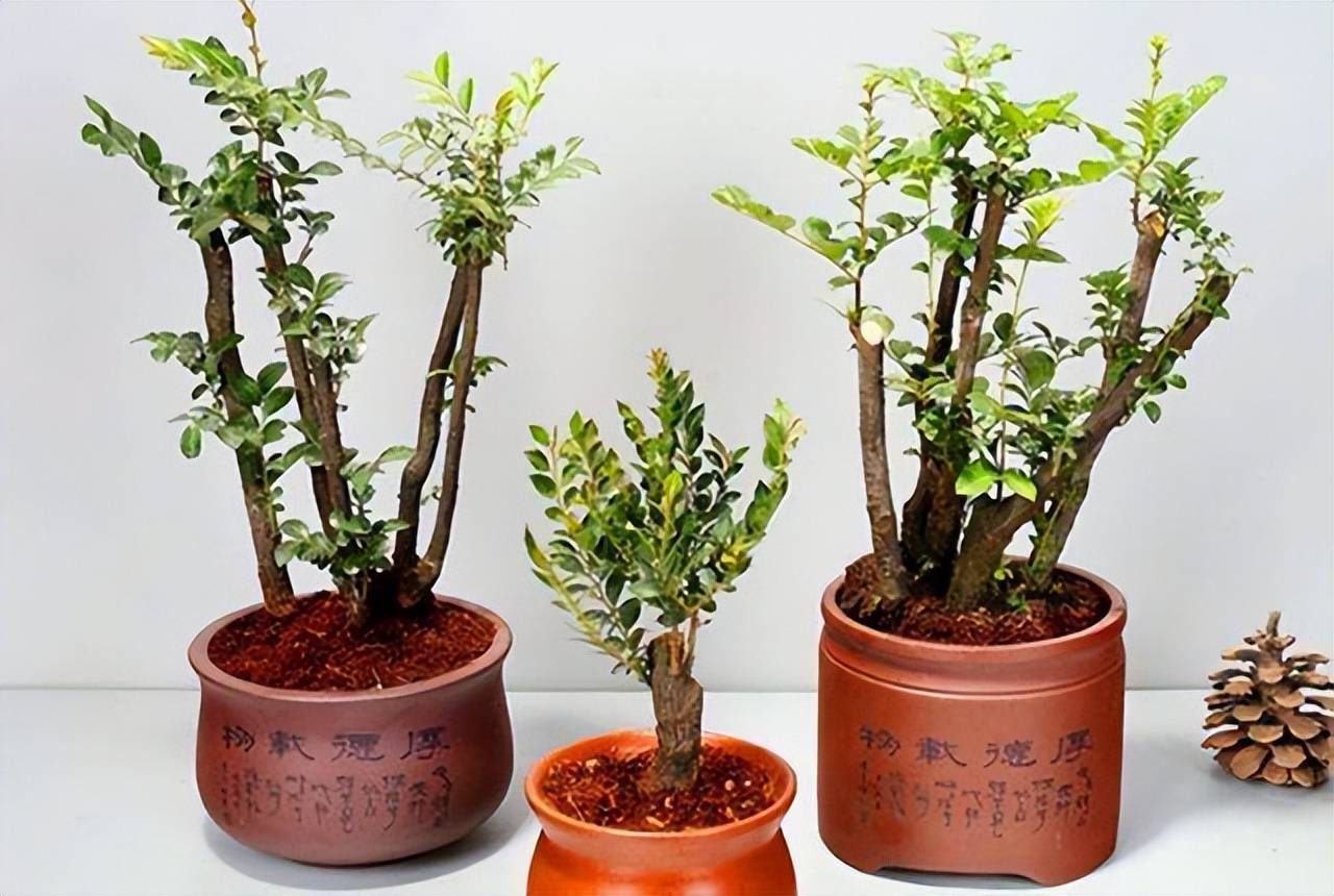 名贵小叶紫檀:做到此2点,枝叶散发出阵阵檀香味,让人神清气爽_种植