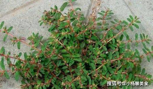 被称为长寿菜或长命菜的这种农村野菜快来看看您吃过吗