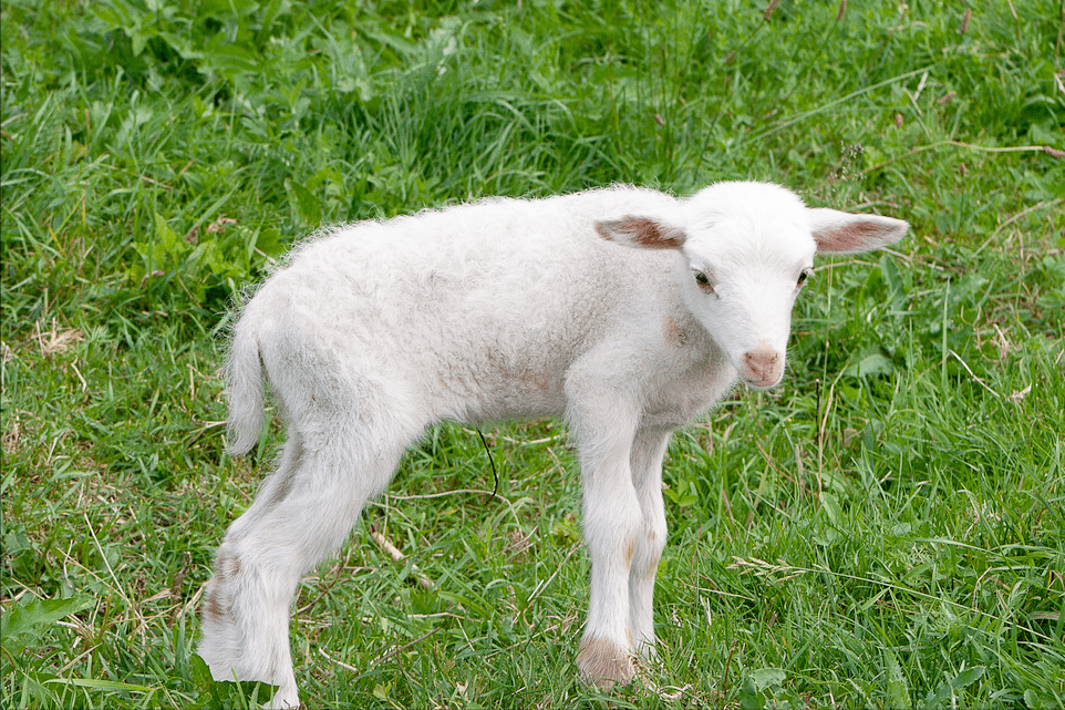 新生羔羊瘫软无力什么原因新生羔羊瘫软病用什么药