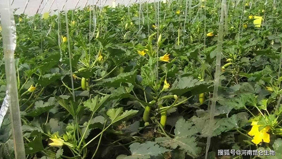 生物菌肥和整地等进行管理,可以很好的降低虫害对西葫芦生长的影响