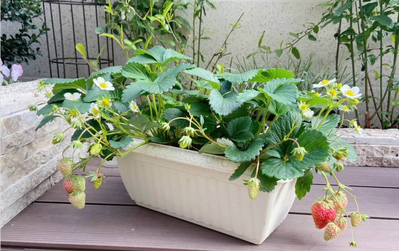 要让一盆草莓结20多个果,做到这"6点",轻松实现草莓自由_种植_盆栽