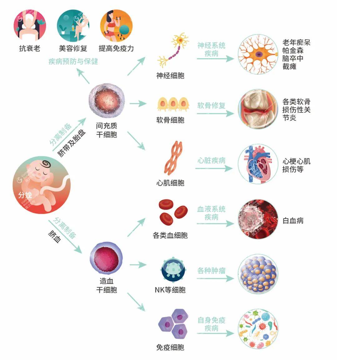 脊髓免疫器官图片