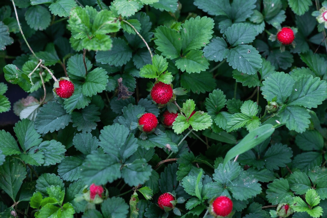 《本草衍义》中记载:"蛇莓,今田野道傍,处处有之.