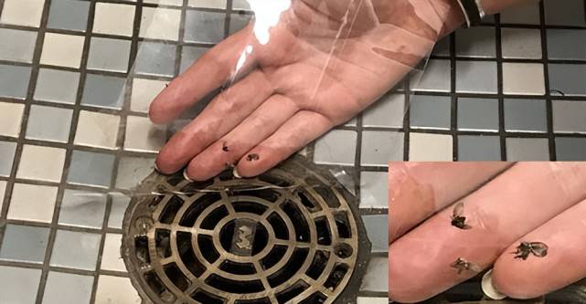 原创传播病菌寄生人体洗手间里的这种小飞虫还有什么事干不出来