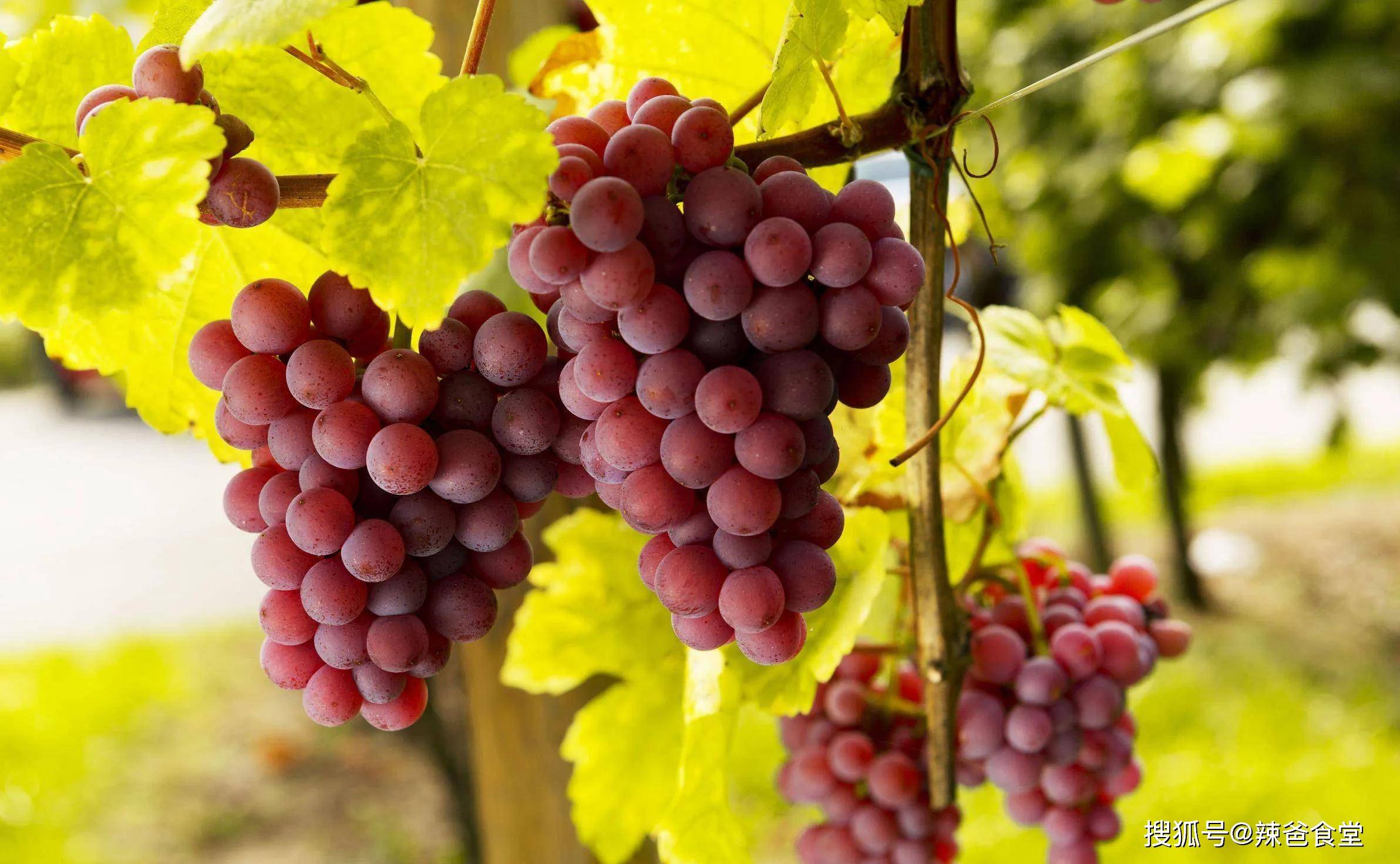全国10大葡萄产地葡萄甜不甜产地很重要你都吃过哪些