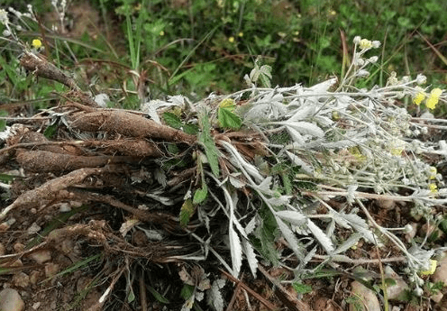 野鸡腿草图片