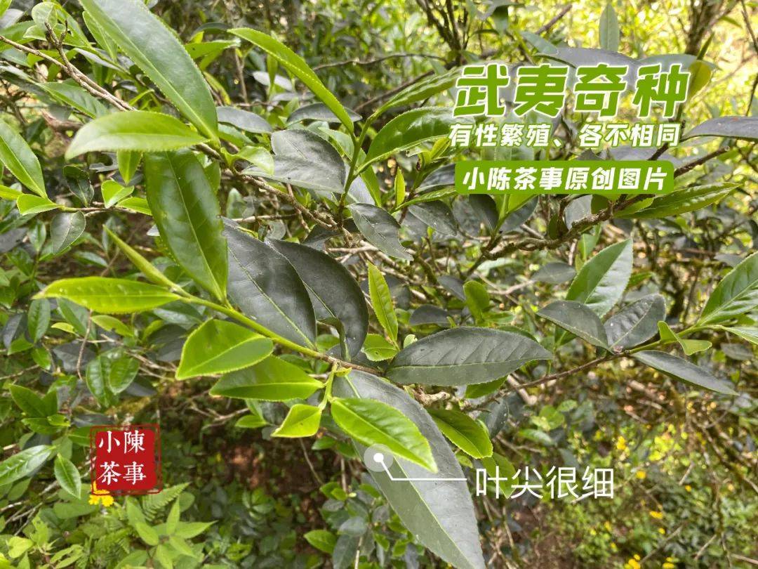 茶山实拍展示,有图有真相_品种_茶树_武夷山