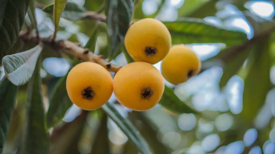 前方高能苏州东西山枇杷杨梅青梅准备排队上市了