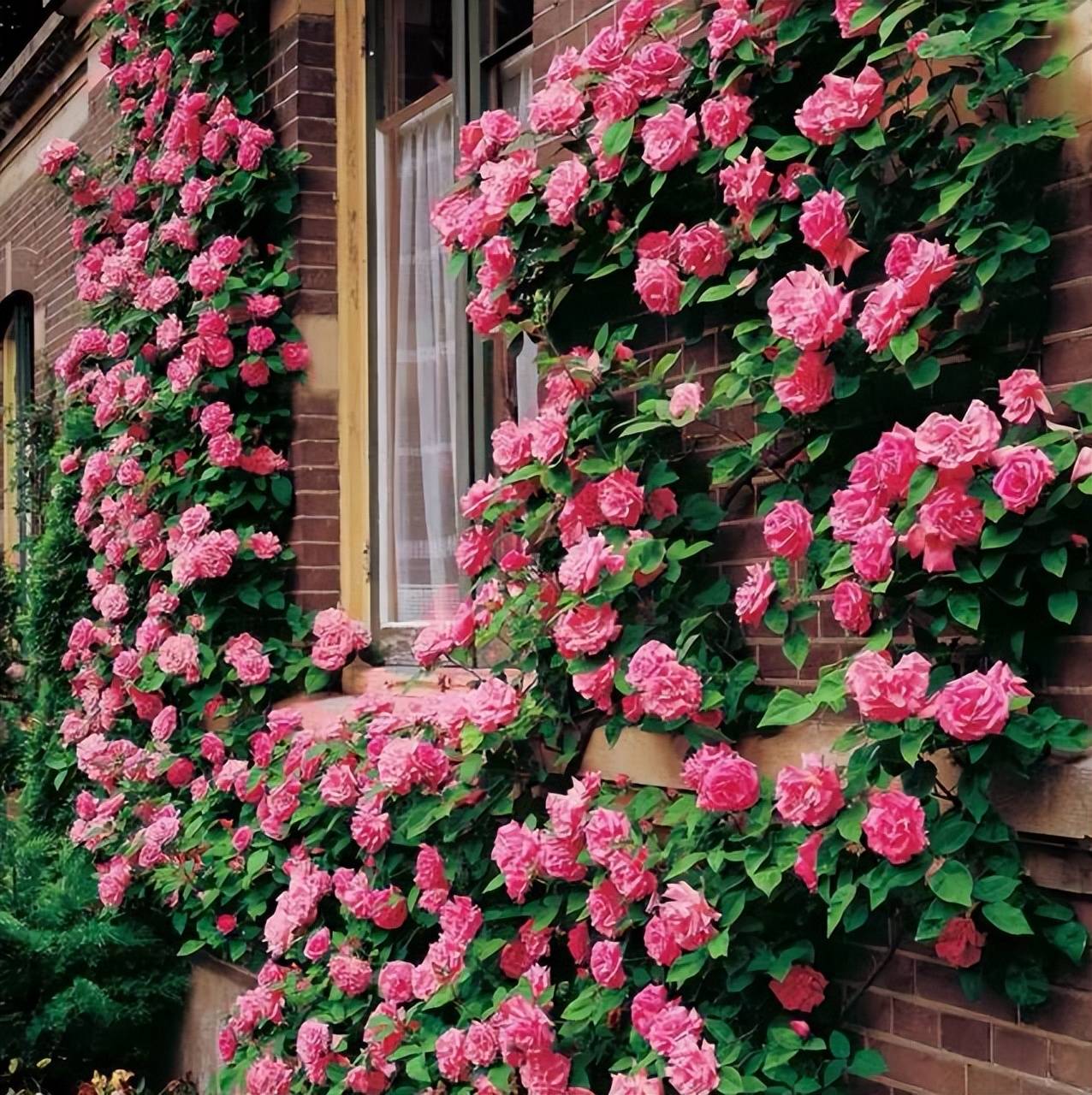 有个院子定要养棵藤本月季,轻松打造出一片花墙