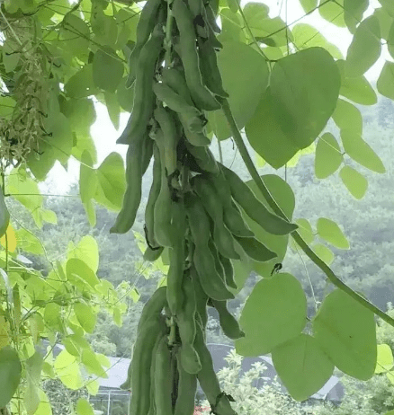 斑马豆植株图片图片