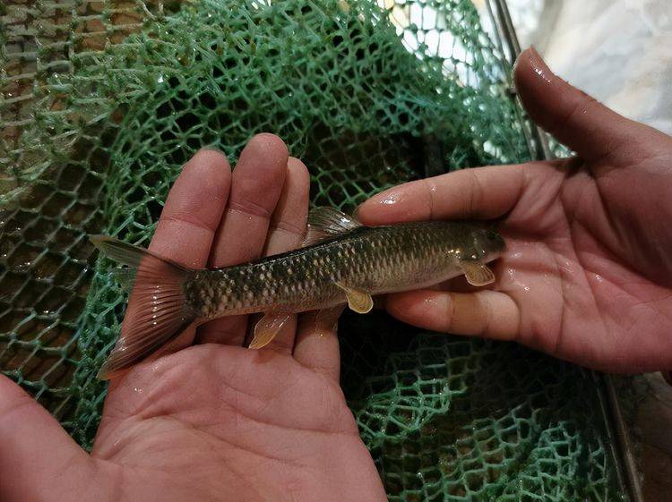 陰河中生活的魚類有關係,據悉,該類魚叫做雲南盤鮨,在當地叫