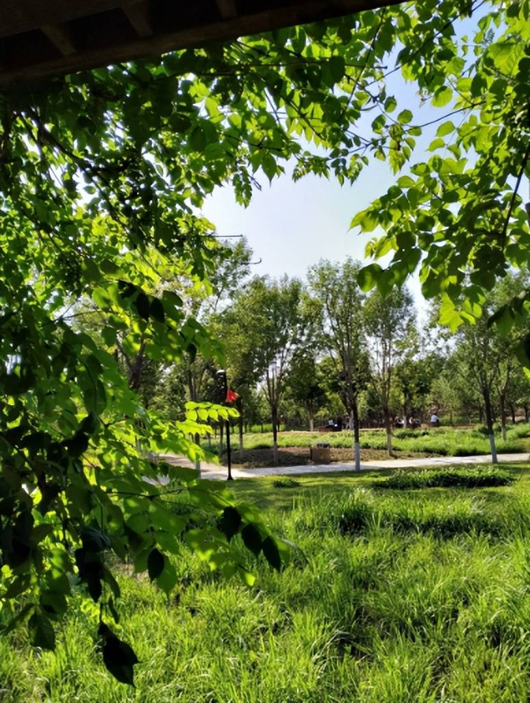 一年花信过满院绿阴多古诗词里的春天绿阴这匆忙的时光啊