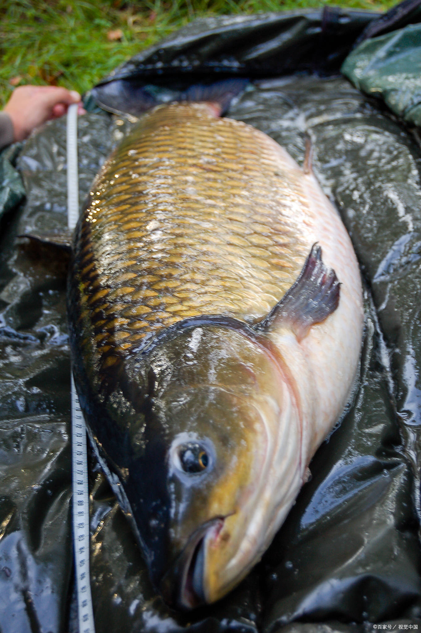 原创中国四大家鱼为何没有鲤鱼原来鱼也有地位之分涨知识了