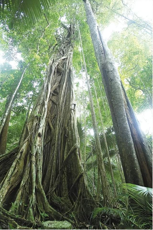 原創南方有佳木道法自然生東方神木凝結了道家思想的精髓