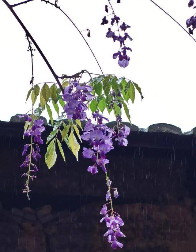 生命之美"天平杯随手拍"大赛作品展播_花朵_干警_栾花