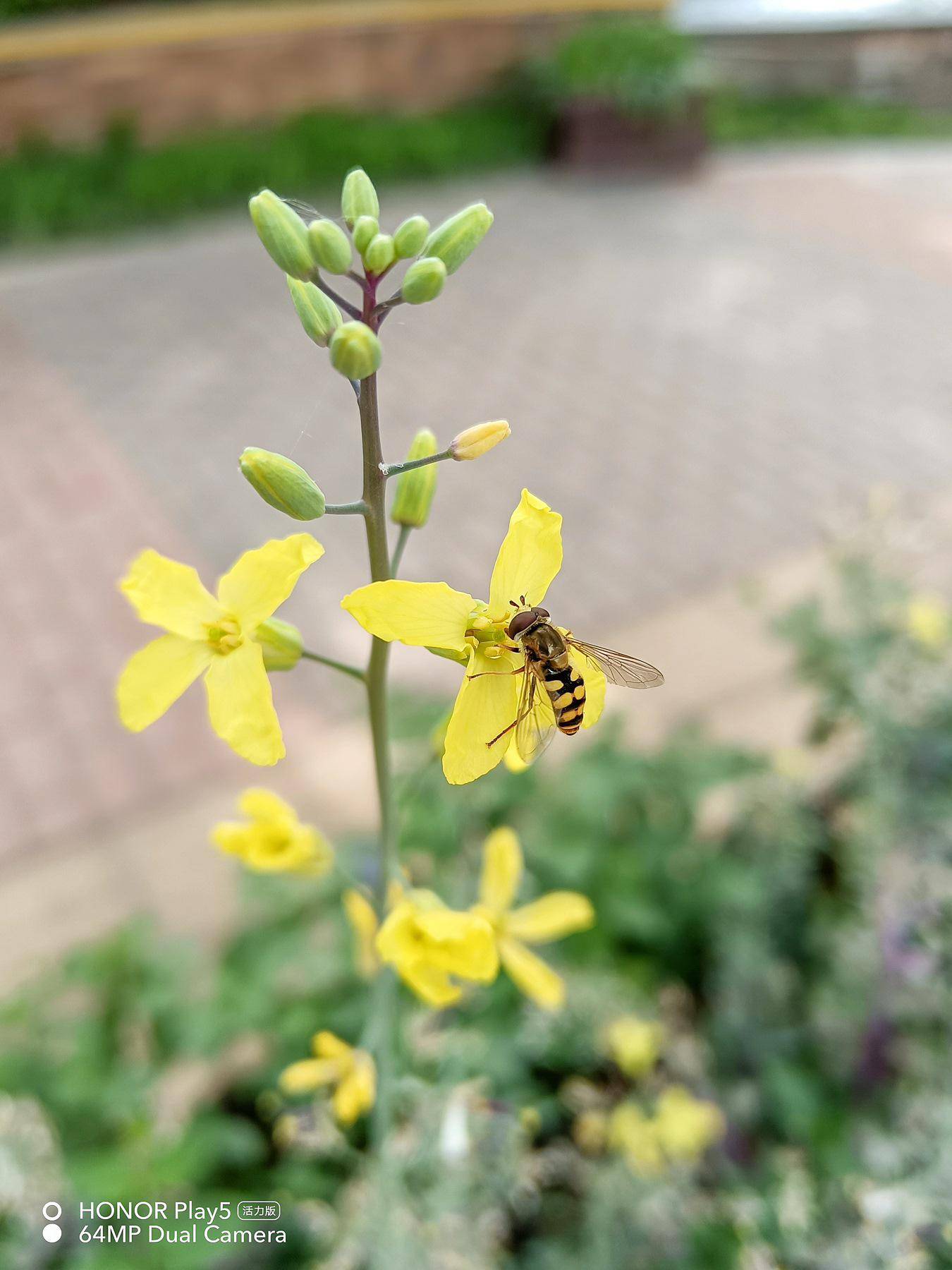 千元机里的拍照“显微镜”:荣耀play5活力版评测