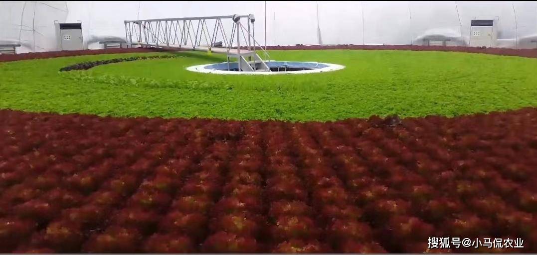 日本高端蔬菜流水线1天生产3万棵旋转水培生菜中间种外沿收获