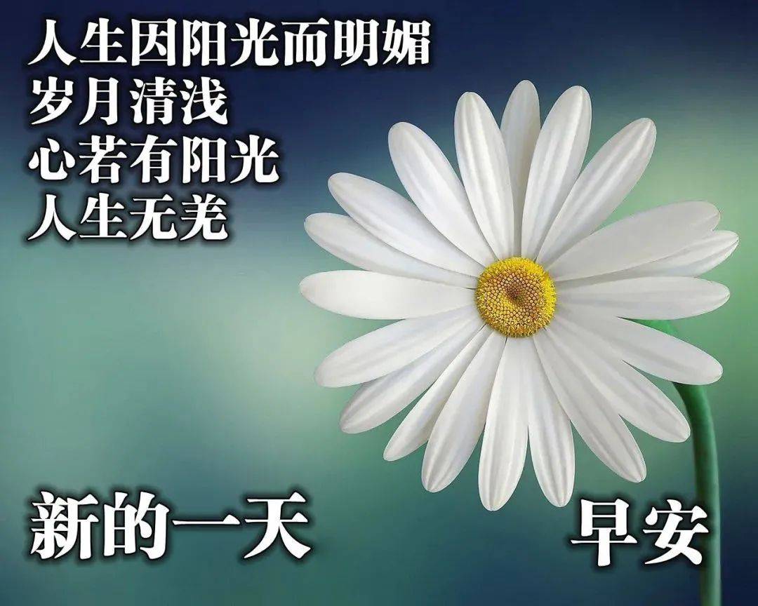 原创非常好看的早上好鲜花表情大全微信美鲜花早上好问候语祝福语