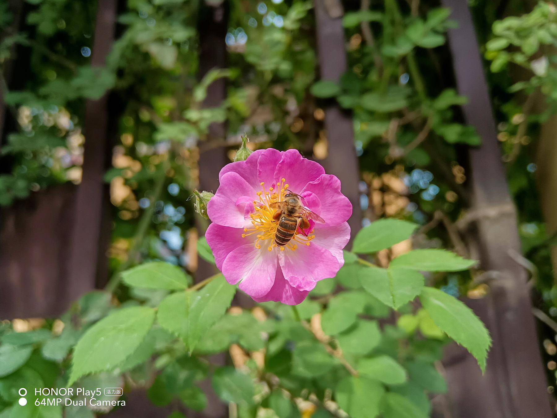 千元机里的拍照“显微镜”:荣耀play5活力版评测