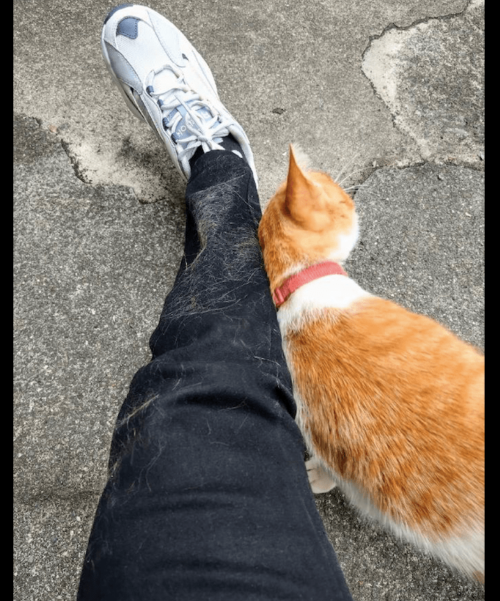 猫咪对主人的腿疯狂地蹭,不一会儿裤子上全都是毛了,看了很崩溃_网友_