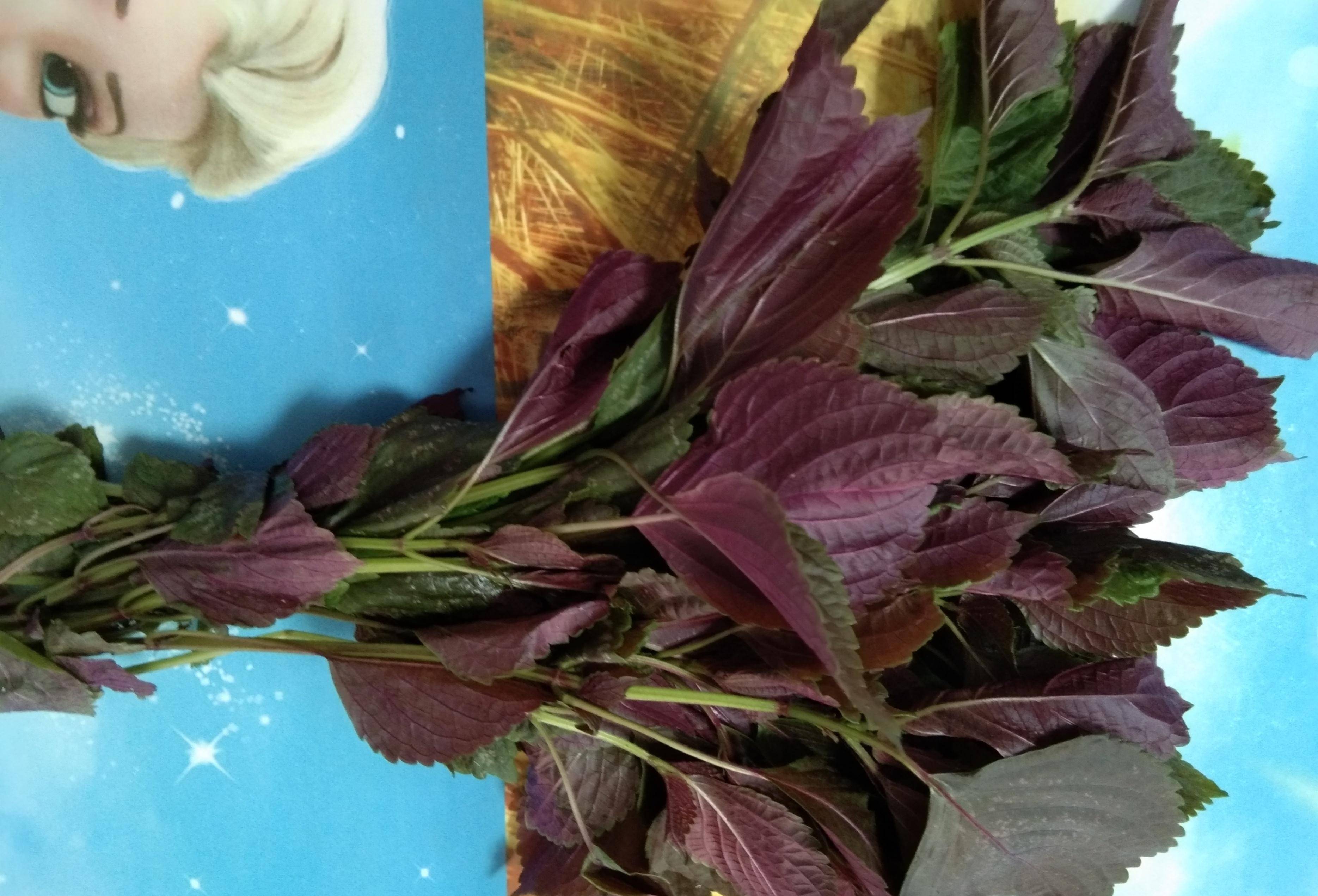 今天才知道 紫苏搭配小鱼 原来这么好吃开胃又解腥 真香 一面 紫色 颜色