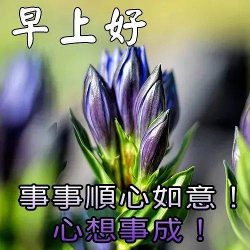 原創8張免打字問候大家早上好的漂亮鮮花圖片夏日早上好溫馨祝福圖片