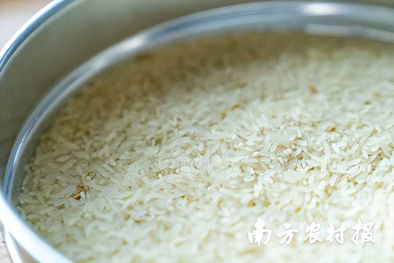 一颗丝苗米背后的故事四