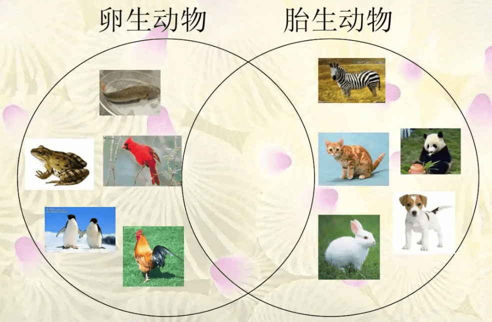 卵生动物过程图片
