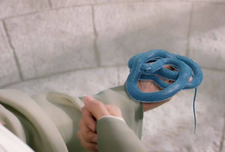 相信很多人都见过白色,黑色或者黄色的蛇,却很少见蓝色的蛇,所以少辛