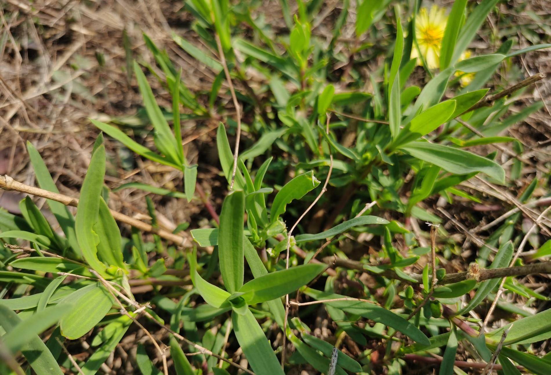 原创组图在海阳乡村拍到一大片山苜楂学名长蕊石头花