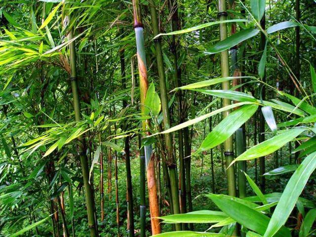 这种植物,人称苦竹,笋有甜味和苦味两种,煮肉片汤是一绝