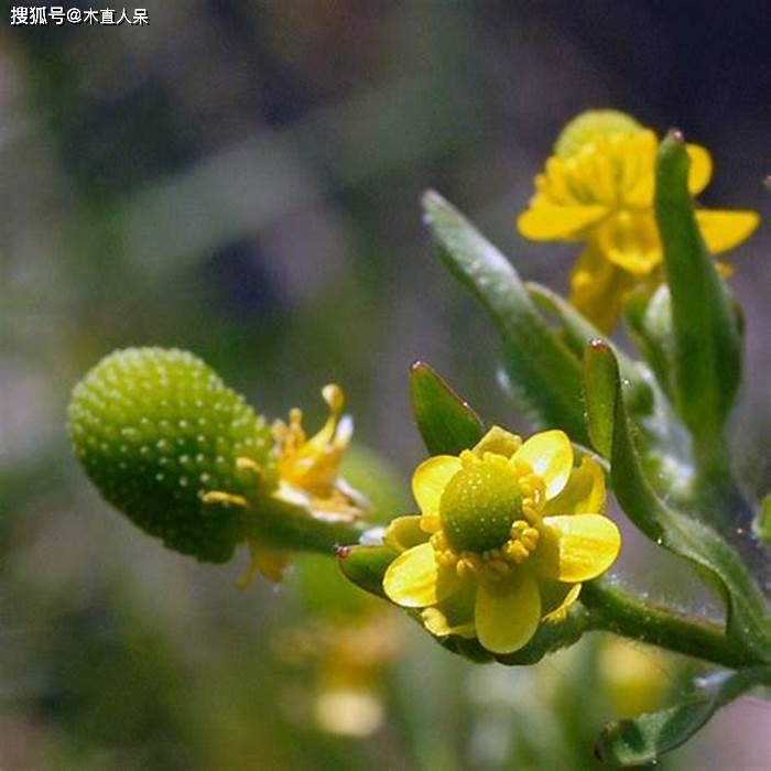 中药植物石龙芮简介